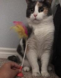 Lost Female Cat last seen Hermosa and Vista Grove, Rancho Cucamonga, CA 91737