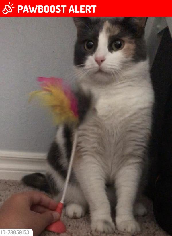 Lost Female Cat last seen Hermosa and Vista Grove, Rancho Cucamonga, CA 91737