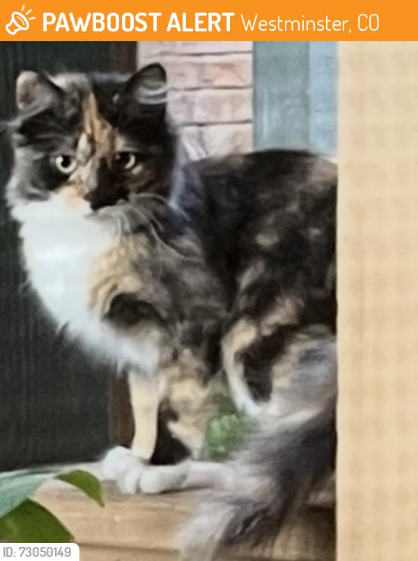 Found/Stray Female Cat last seen Near Wadsworth and 104th, Westminster,co 80021, Westminster, CO 80020