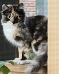 Found/Stray Female Cat last seen Near Wadsworth and 104th, Westminster,co 80021, Westminster, CO 80020