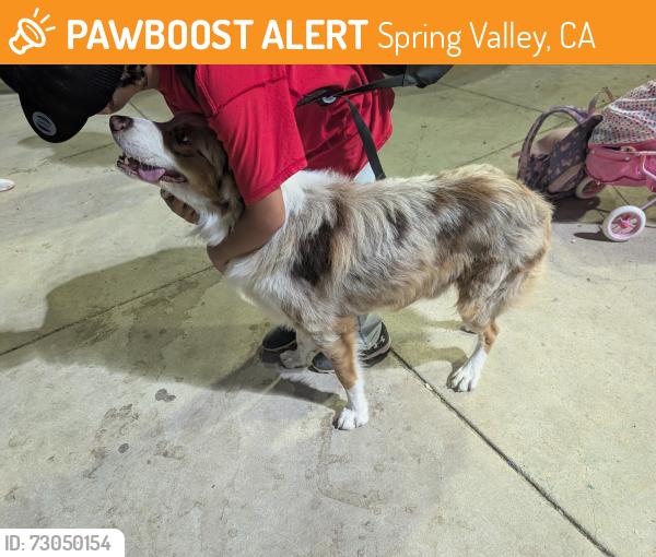 Found/Stray Male Dog last seen Spring Valley sports complex, Spring Valley, CA 91977