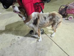 Found/Stray Male Dog last seen Spring Valley sports complex, Spring Valley, CA 91977