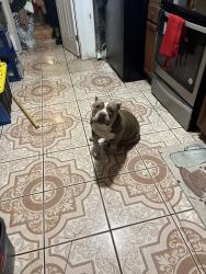 Lost Female Dog last seen Fairway drive and Tilfer st, Houston, TX 77087