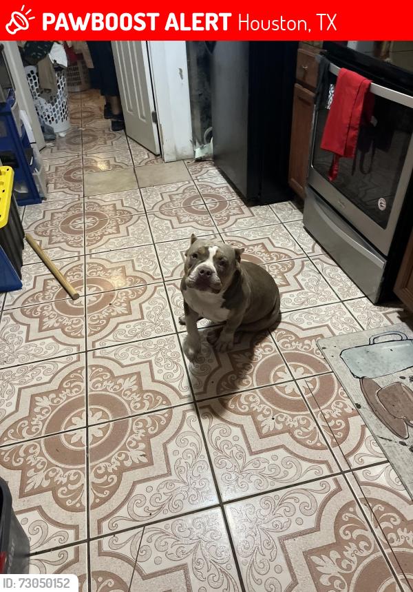 Lost Female Dog last seen Fairway drive and Tilfer st, Houston, TX 77087