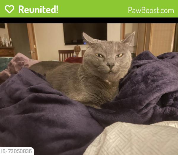 Reunited Male Cat last seen Near grand Avenue , Capitola, CA 95010