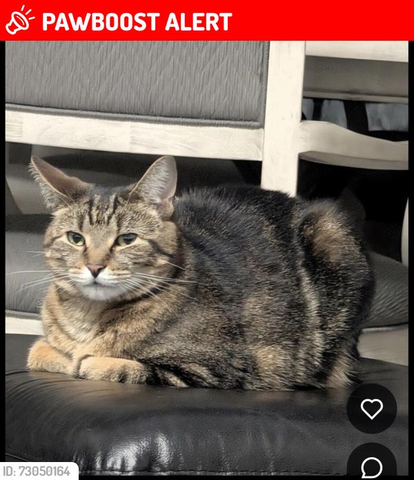 Lost Male Cat last seen Near and schoenherr, Shelby Township, MI 48315
