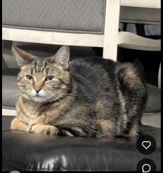 Lost Male Cat last seen Near and schoenherr, Shelby Township, MI 48315