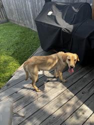 Found/Stray Male Dog last seen W bellfort & nobility, Stafford, TX 77477