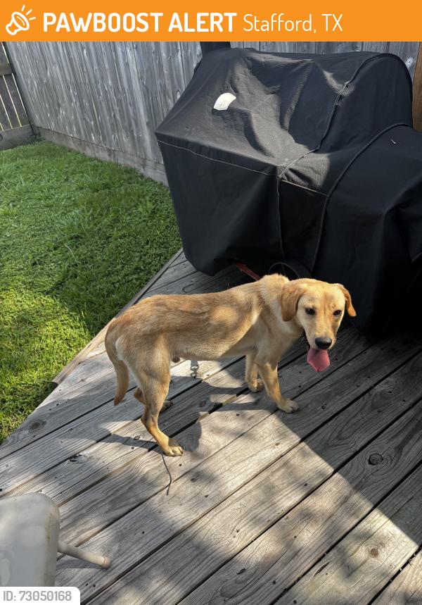 Found/Stray Male Dog last seen W bellfort & nobility, Stafford, TX 77477