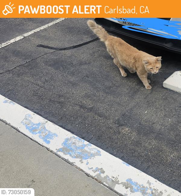 Found/Stray Male Cat last seen Near Palomar Oaks Way Carlsbad Ca 92011, Carlsbad, CA 92011