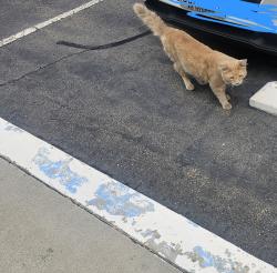 Found/Stray Male Cat last seen Near Palomar Oaks Way Carlsbad Ca 92011, Carlsbad, CA 92011