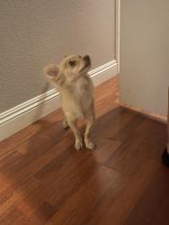 Found/Stray Male Dog last seen Charleston and sloan, Las Vegas, NV 89101