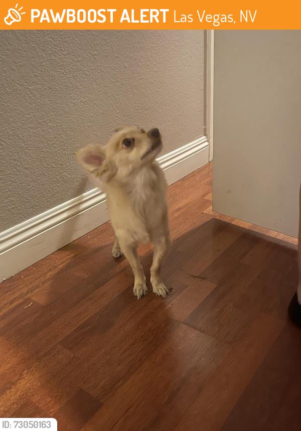 Found/Stray Male Dog last seen Charleston and sloan, Las Vegas, NV 89101