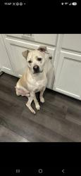 Lost Male Dog last seen 34th & Silver ave, Kansas City, KS 66106