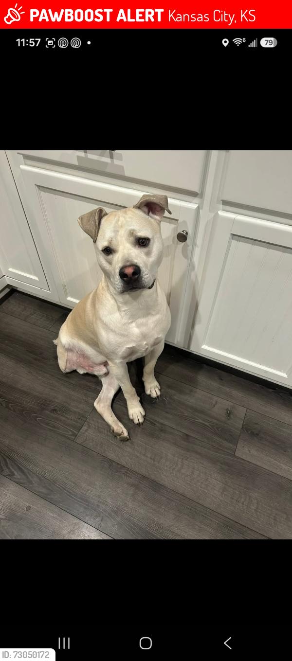 Lost Male Dog last seen 34th & Silver ave, Kansas City, KS 66106