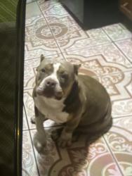 Lost Female Dog last seen Near fairway drive, Houston, TX 77087