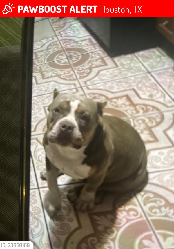 Lost Female Dog last seen Near fairway drive, Houston, TX 77087