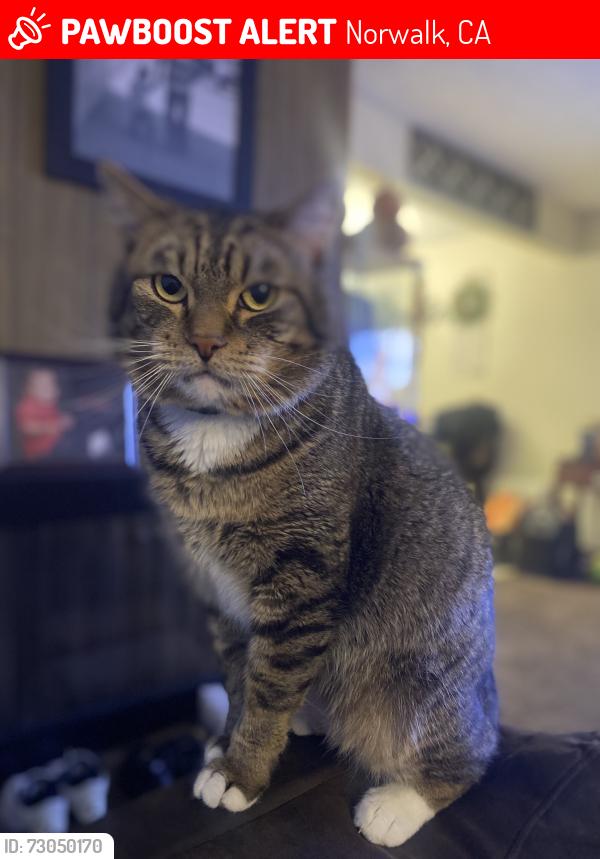 Lost Male Cat last seen Civic center and Volunteer ave, Norwalk, CA 90650
