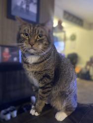 Lost Male Cat last seen Civic center and Volunteer ave, Norwalk, CA 90650