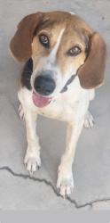 Reunited Male Dog last seen Jeanette Ln and Merced , Baldwin Park, CA 91706