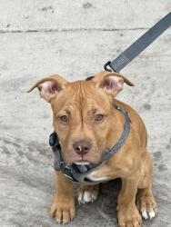 Lost Male Dog last seen north belmont st, las vegas, North Las Vegas, NV 89030