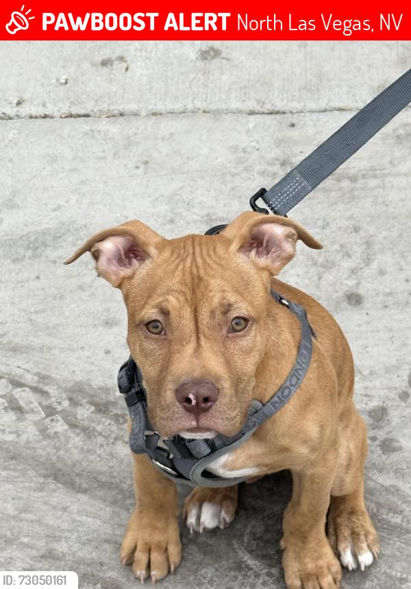 Lost Male Dog last seen north belmont st, las vegas, North Las Vegas, NV 89030