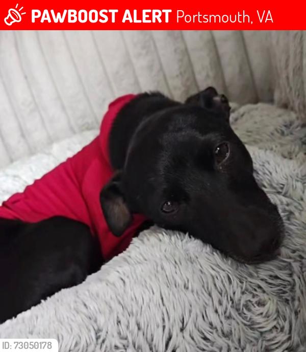 Lost Male Dog last seen Des Moies, Portsmouth, VA 23704