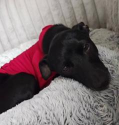 Lost Male Dog last seen Des Moies, Portsmouth, VA 23704