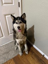 Lost Male Dog last seen highway 2, Commerce City, CO 80022