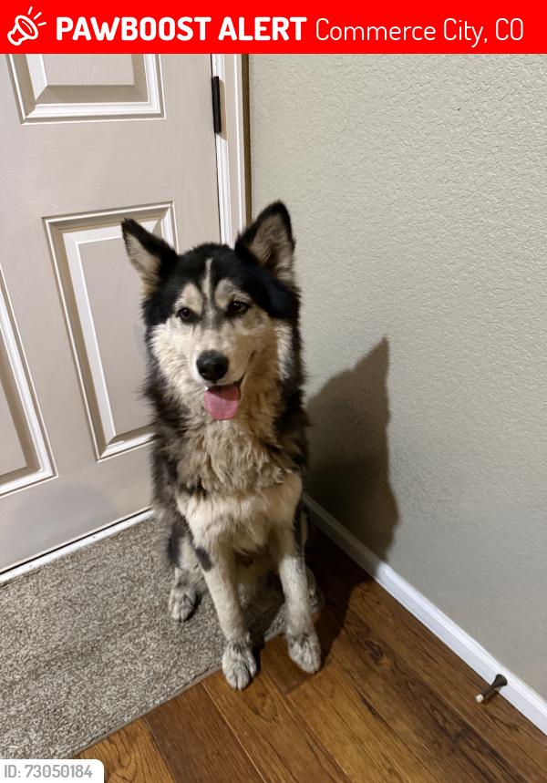 Lost Male Dog last seen highway 2, Commerce City, CO 80022
