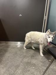 Reunited Female Dog last seen Venice x Fairfax, Los Angeles, CA 90019