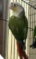 Lost Unknown Bird last seen alma and monterrey san jose california , San Jose, CA 95110