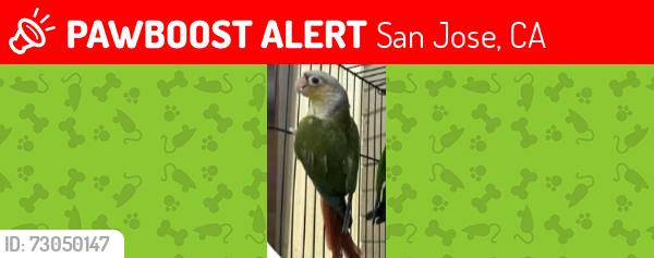 Lost Unknown Bird last seen alma and monterrey san jose california , San Jose, CA 95110