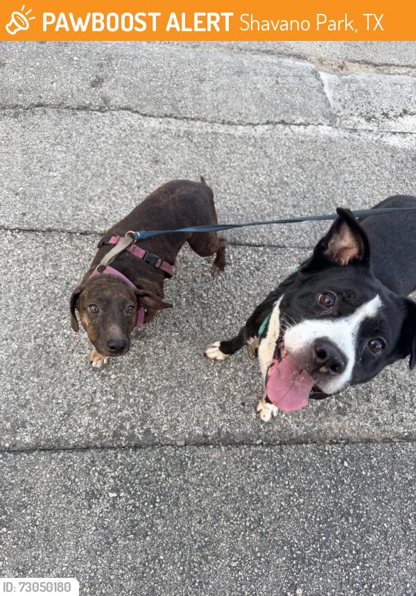 Found/Stray Female Dog last seen Wurzbach, Shavano Park, TX 78230
