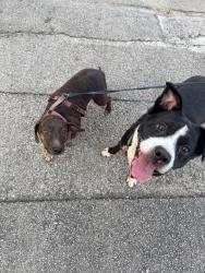 Found/Stray Female Dog last seen Wurzbach, Shavano Park, TX 78230