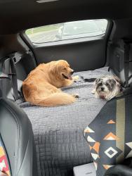 Reunited Male Dog last seen Flower st. And Memory ln. Santa Ana , Santa Ana, CA 92706
