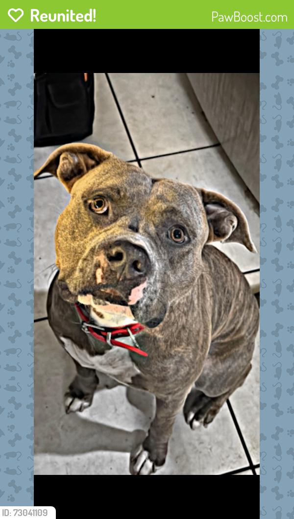 Reunited Male Dog last seen Sunrise , Sunrise, FL 33351
