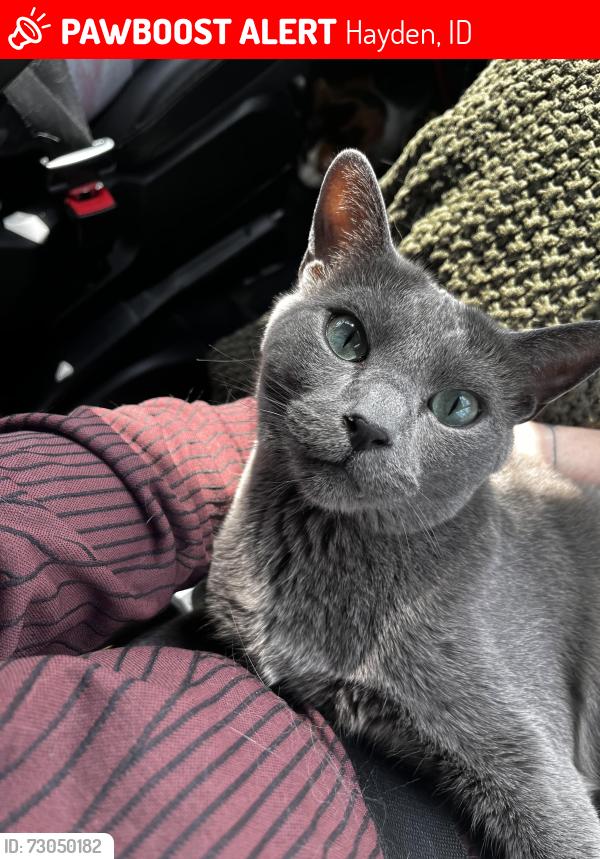 Lost Male Cat last seen Hayden ave, Hayden, ID 83835