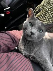 Lost Male Cat last seen Hayden ave, Hayden, ID 83835