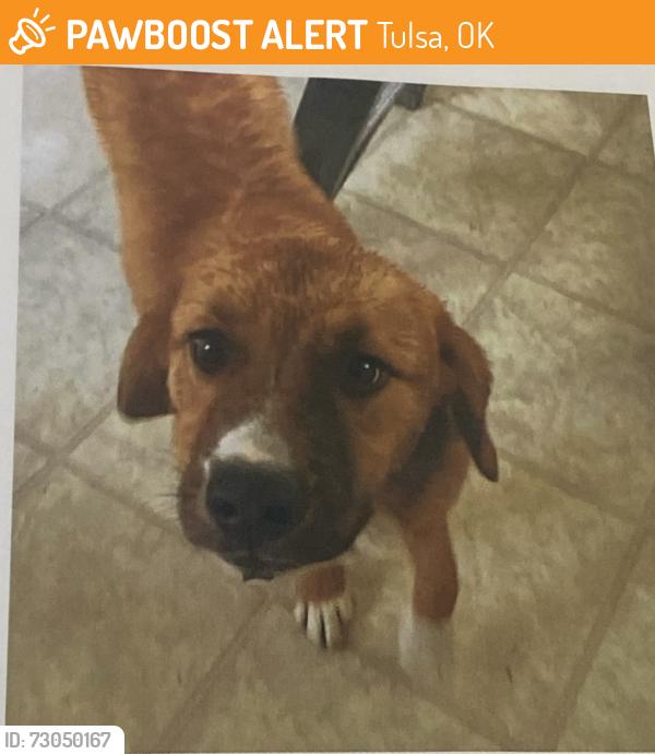 Found/Stray Male Dog last seen 7th street and Quebec ave, Tulsa, OK 74112