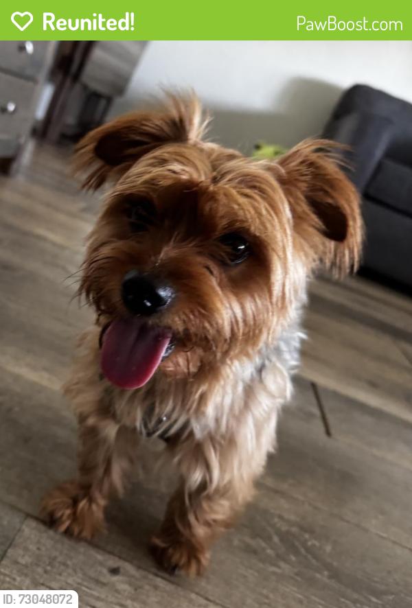 Reunited Male Dog last seen Lanning Drive and Armley, Whittier, CA 90604