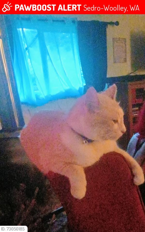 Lost Male Cat last seen Old Day Creek Rd, South Skagit Highway , Sedro-Woolley, WA 98284
