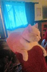 Lost Male Cat last seen Old Day Creek Rd, South Skagit Highway , Sedro-Woolley, WA 98284