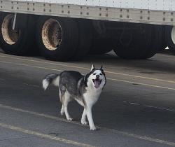 Lost Female Dog last seen 86th & federal, westminster, Westminster, CO 80031