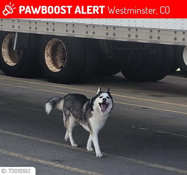 Lost Female Dog last seen 86th & federal, westminster, Westminster, CO 80031
