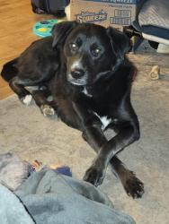 Reunited Male Dog last seen Hazel Ave, Kent, WA 98030