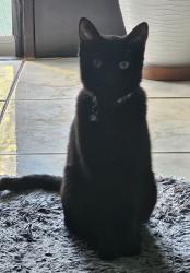 Lost Male Cat last seen Unknown location, Hawaiian Gardens, CA 90716