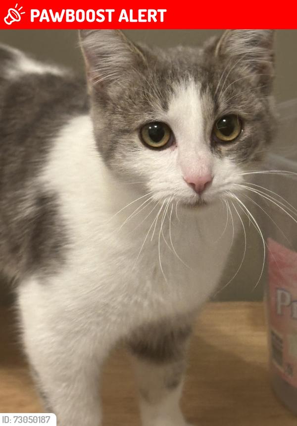 Lost Female Cat last seen Curtis Rd & Rte 203, Radnor, OH 43066, Radnor Township, OH 43066