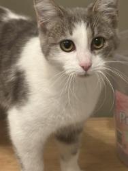 Lost Female Cat last seen Curtis Rd & Rte 203, Radnor, OH 43066, Radnor Township, OH 43066
