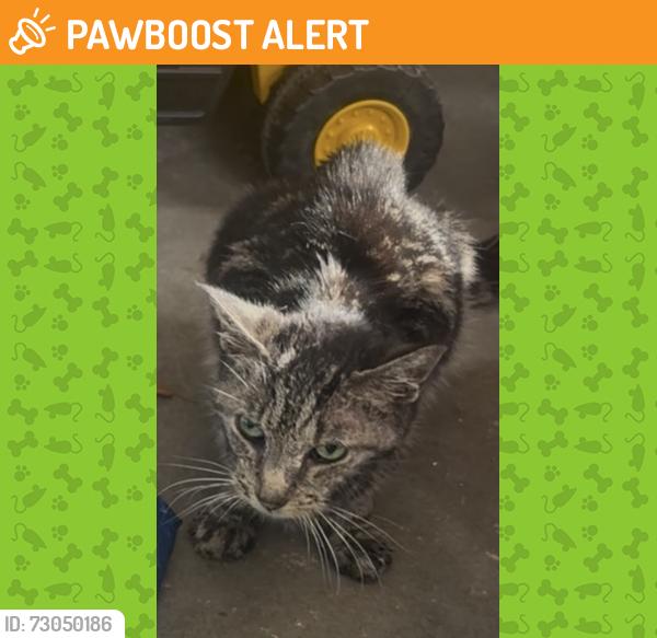Found/Stray Female Cat last seen little shiloh and tyson drive, West Goshen Township, PA 19382
